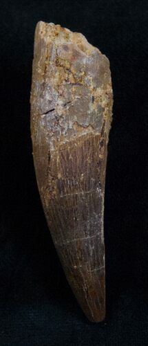 Spinosaurus Tooth - Partial Root #13703